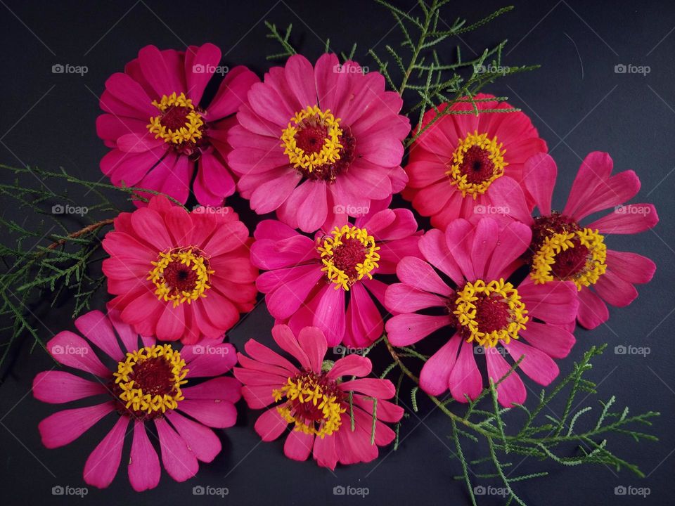 Beautiful Zinia flowers.