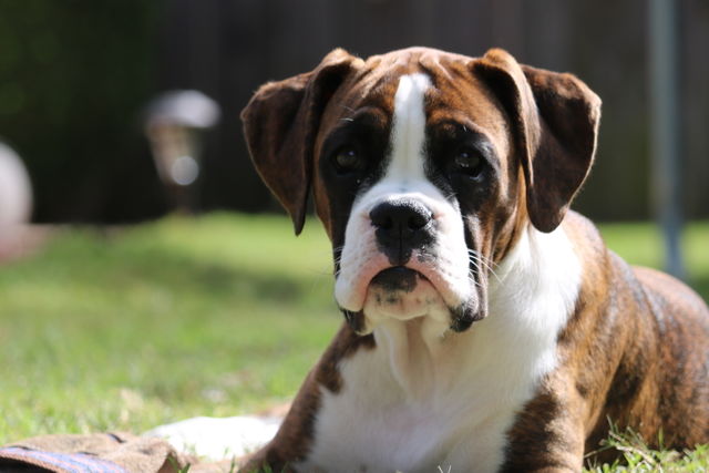 Puppy life 
