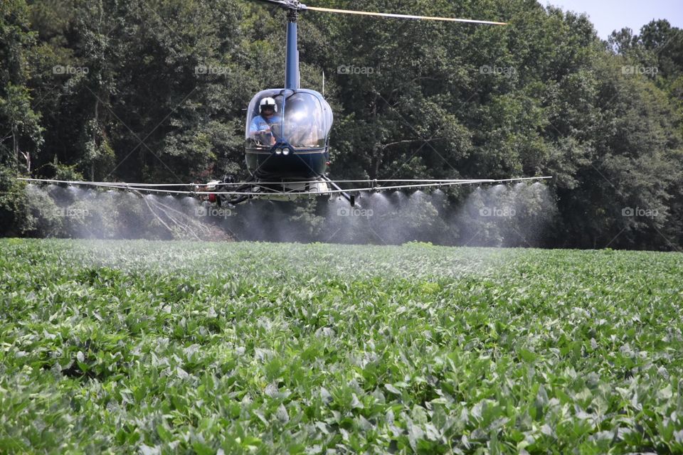 Helicopter crop dusting  soybeans