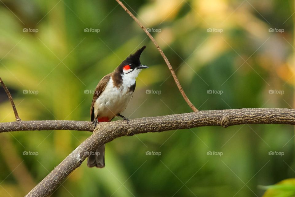 Red whiskered bulbul on a tree looking for the prey