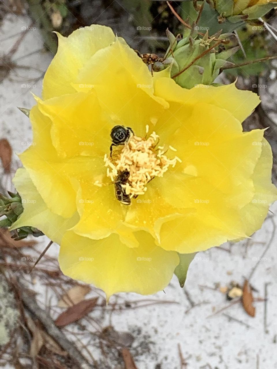 Spring time florida cactus bloom bees