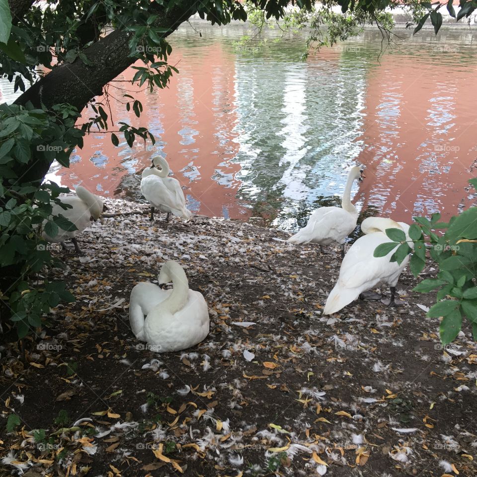 Swans pruning 