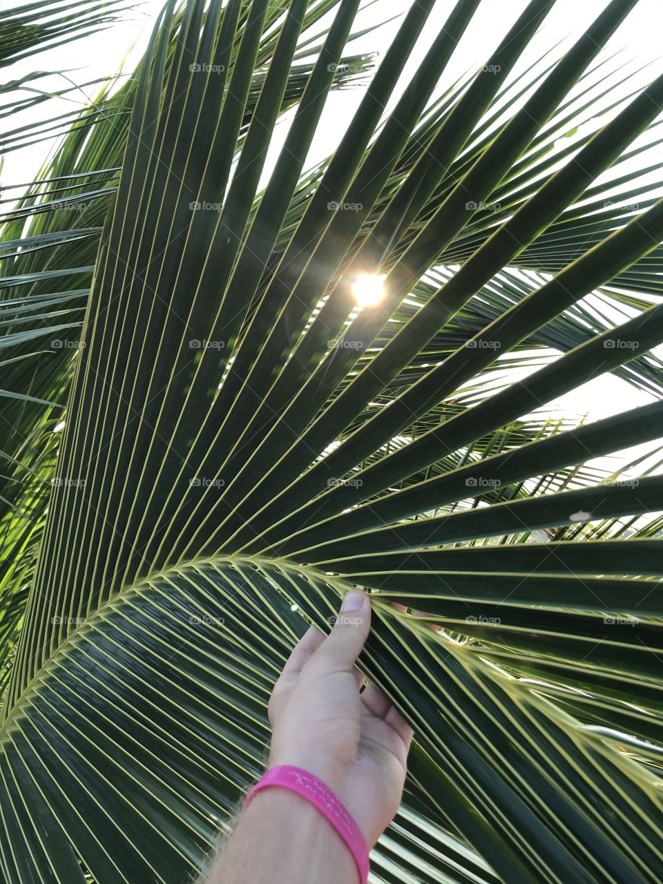 palm tree and sun 