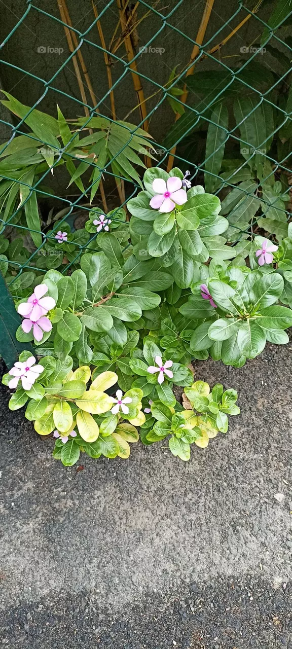 Madagascar Periwinkle