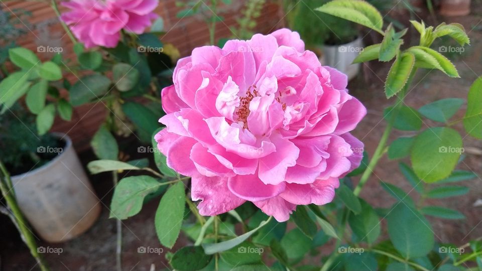 Uma rosa muito rosa porque as pétalas são nas cores rosa...