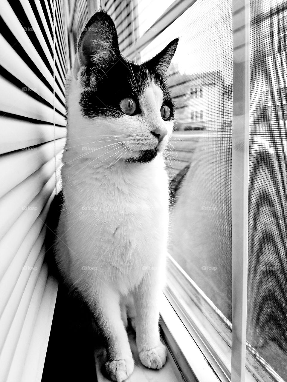 A domestic tuxedo cat staring through a window.