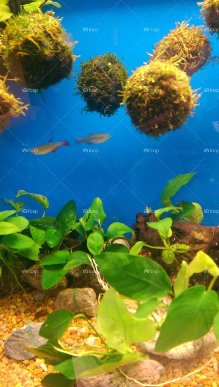 Underwater, Fish, Aquarium, Water, Nature