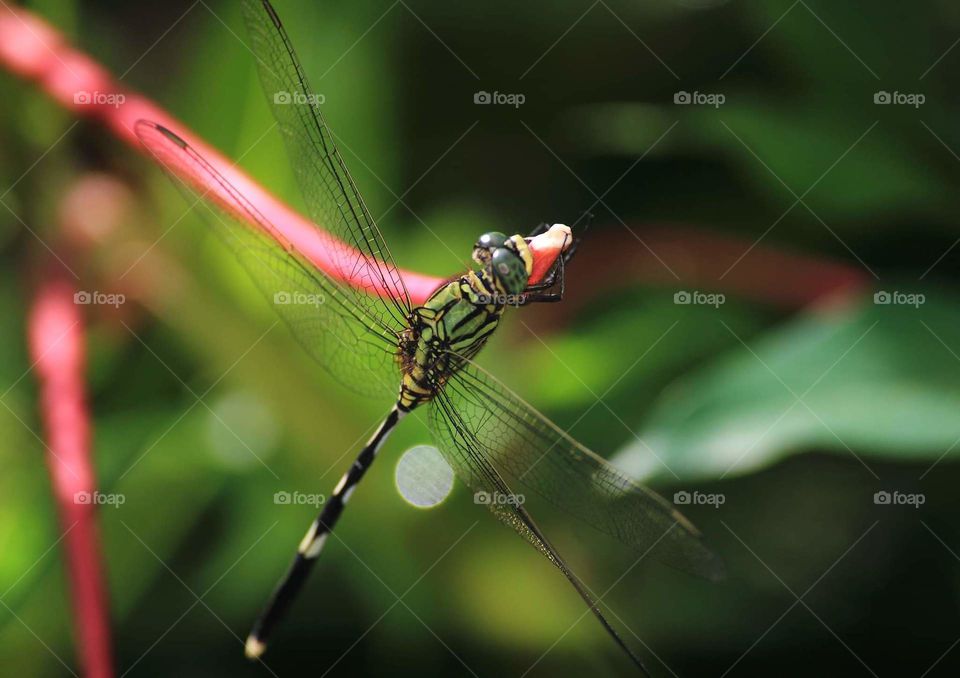 Green marsh hwak. Capung badak, popular Indonesian calling for the species. The large common one dragonfly at the garden, or just surrounding the rice field. The colour's green old leaf dominant combined with black and segment side with white pale .