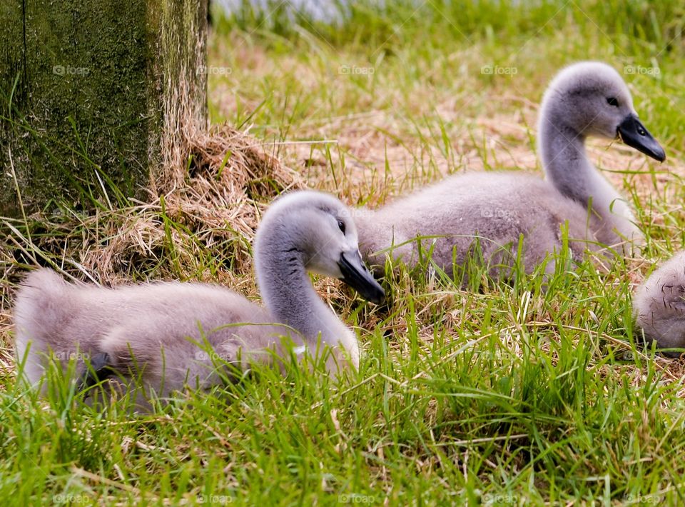 Baby Swans