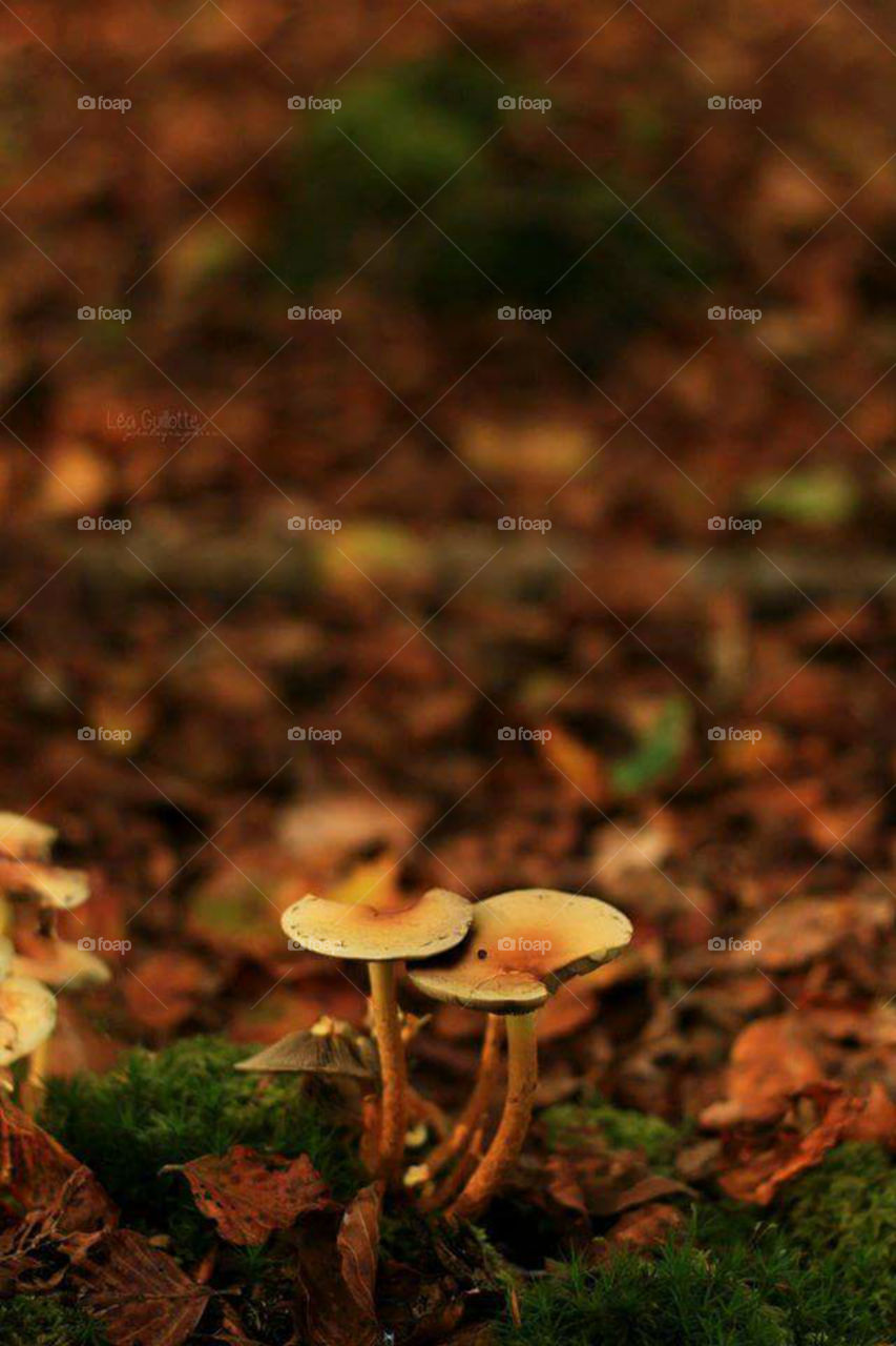mushroom