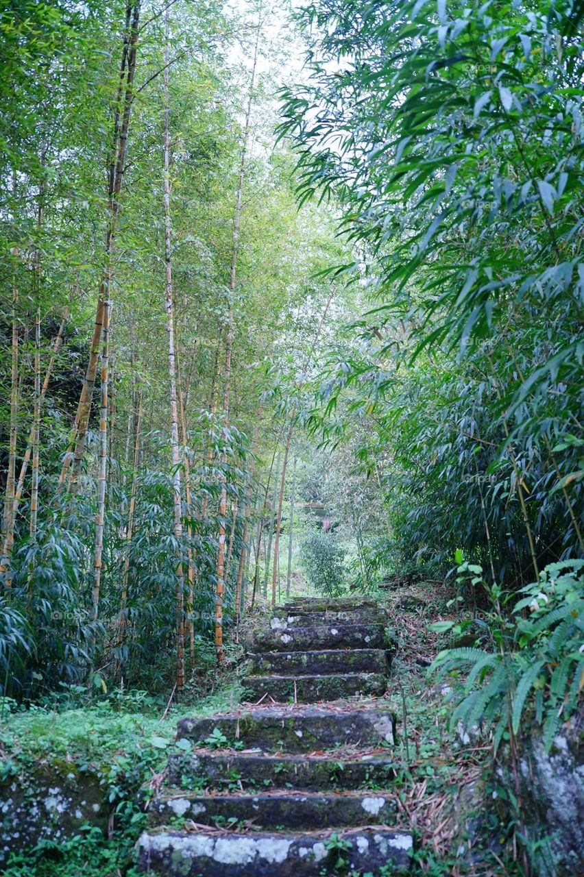 Beautiful bamboo forest trail natural landscape