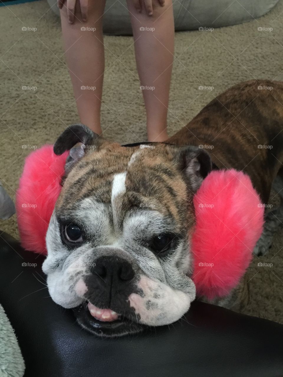 Dog with earmuffs. Kids just wanted to try their earmuffs on my dog