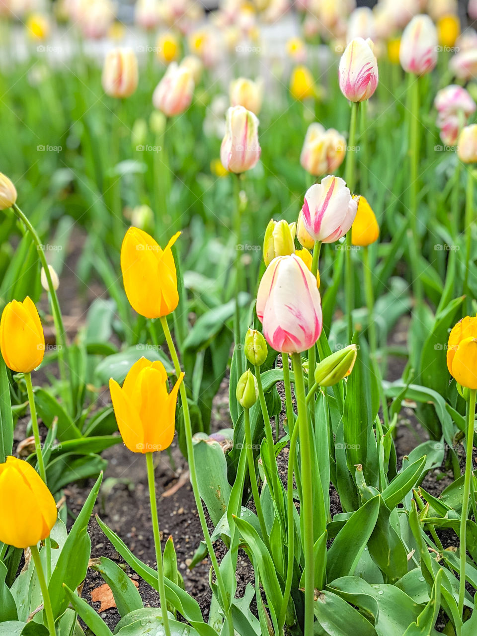 Vibrant, Bright, and Colorful Pink, White, and Yellow Tulips