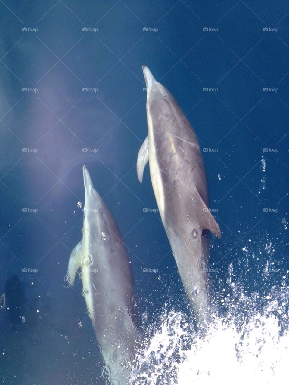 Dolphins 