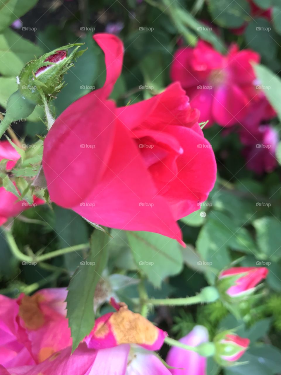 Electrifying bright pink rose