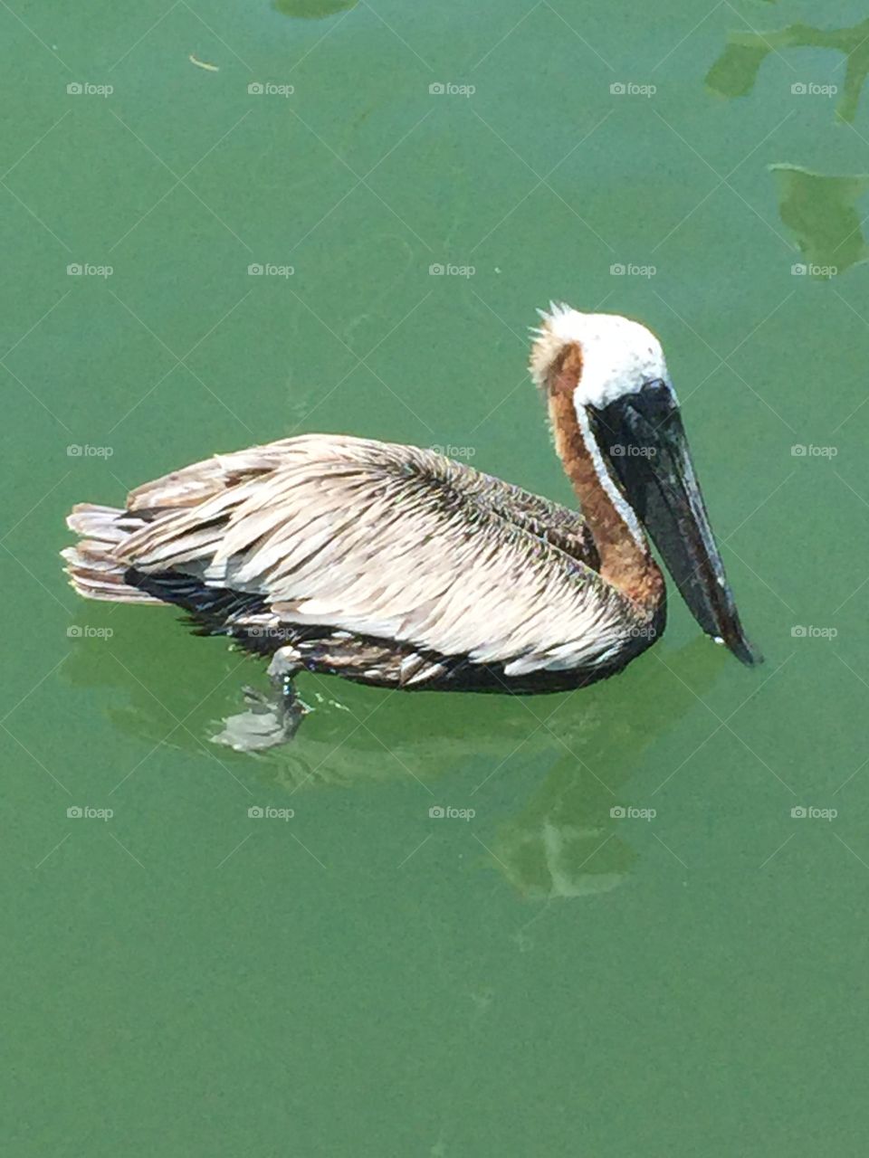 Pelican