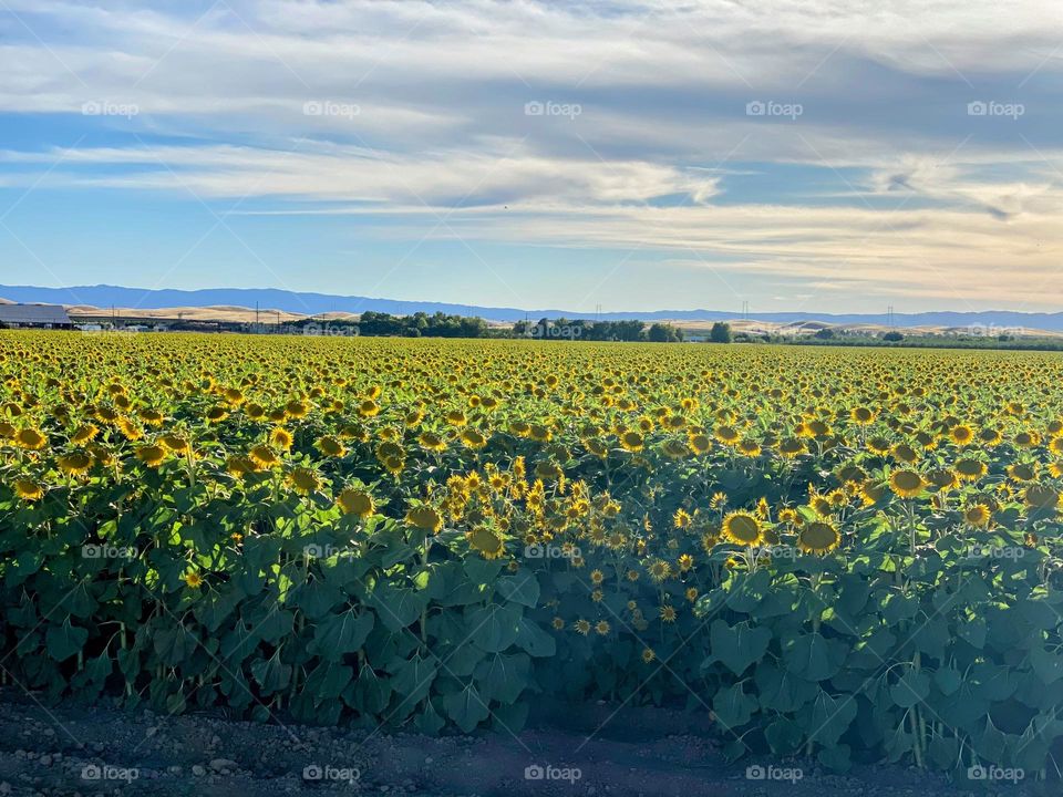 Ocean of sunflowers