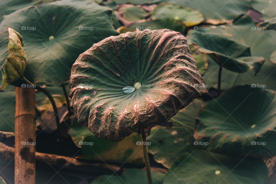 lotus leaf nature