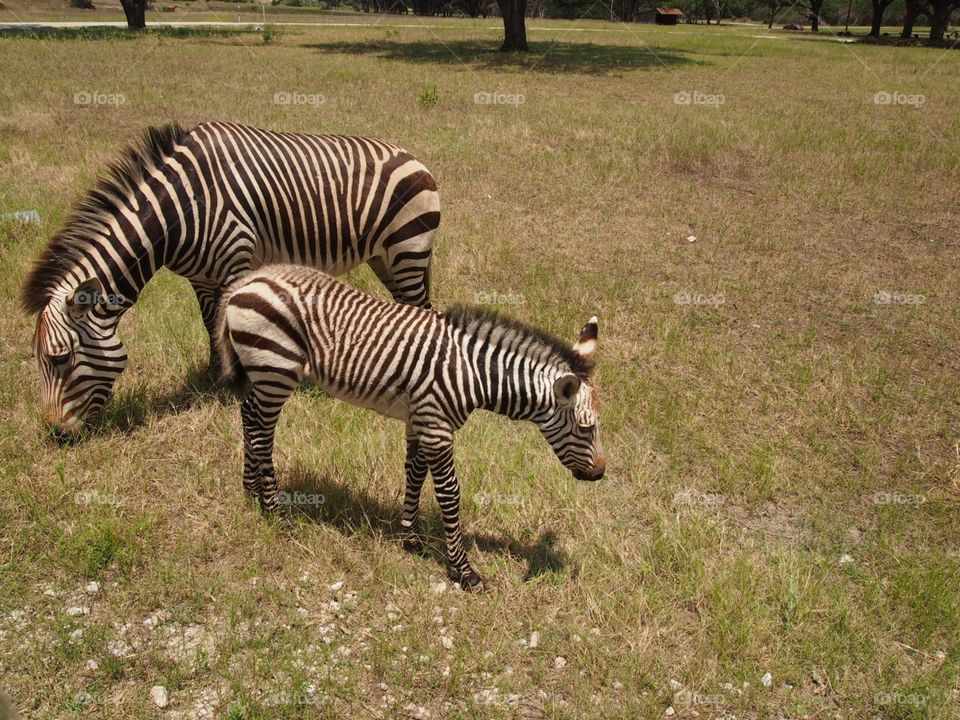Two Zebra. This is a photograph of two Zebra.