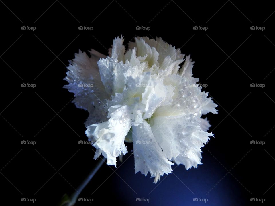 close-up white carnation