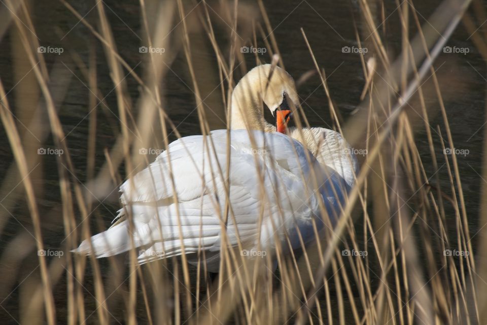 close up of a white swan