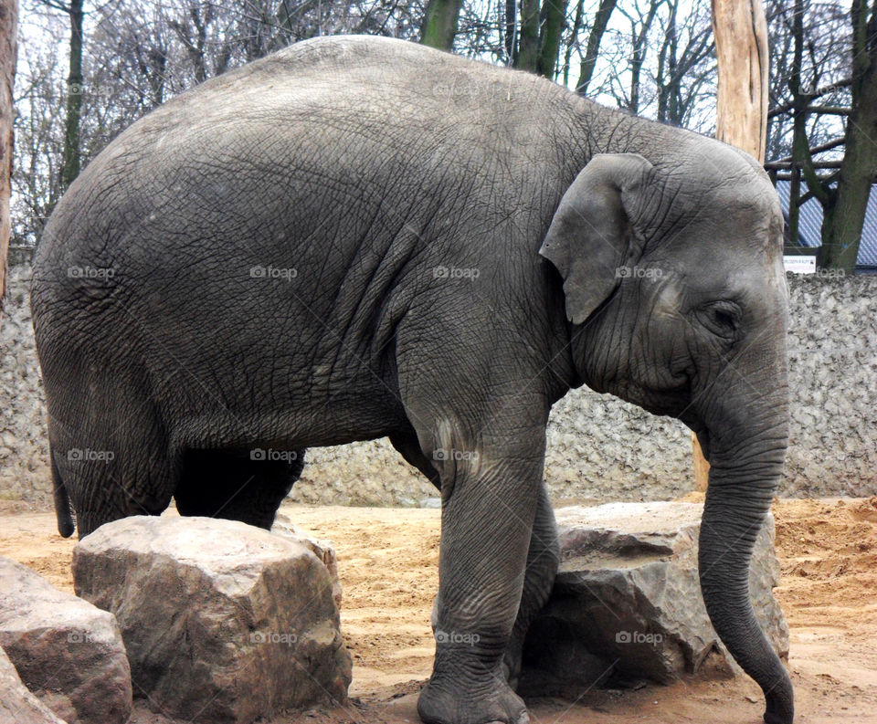 stones stone animal zoo by arman