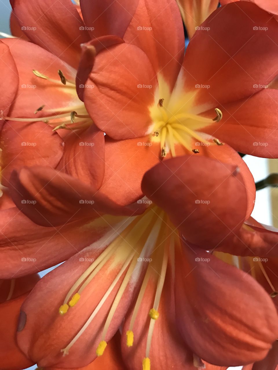 Clivia close up