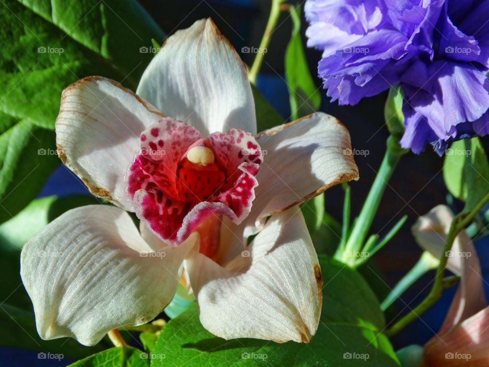 White Orchid
