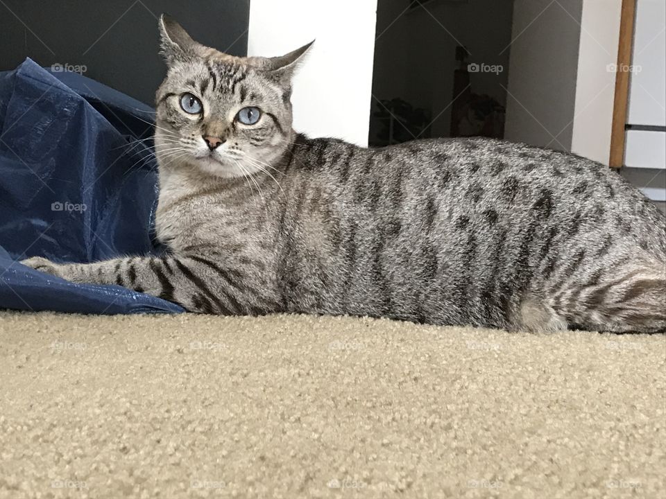Eye contact from a domestic short haired cat
