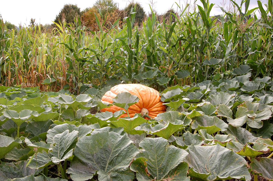 A pumpkin patch and corn field. 