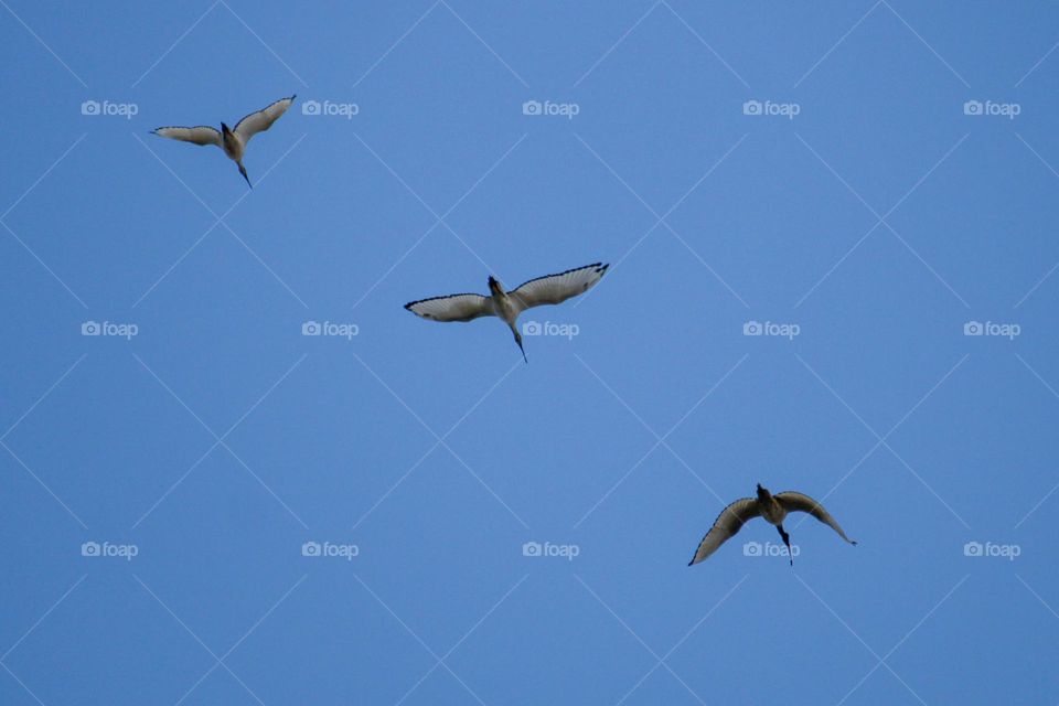 Sacred ibis birds flying in the sky