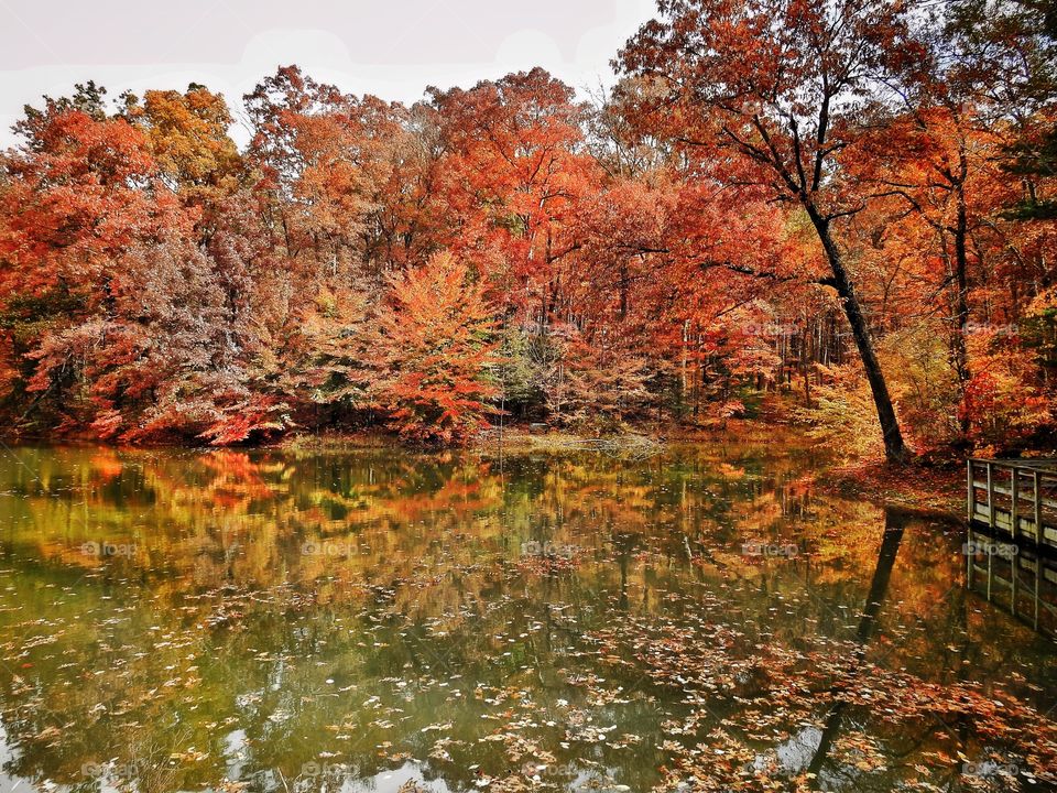 Fall views on the lake in the forest in southern Indiana 