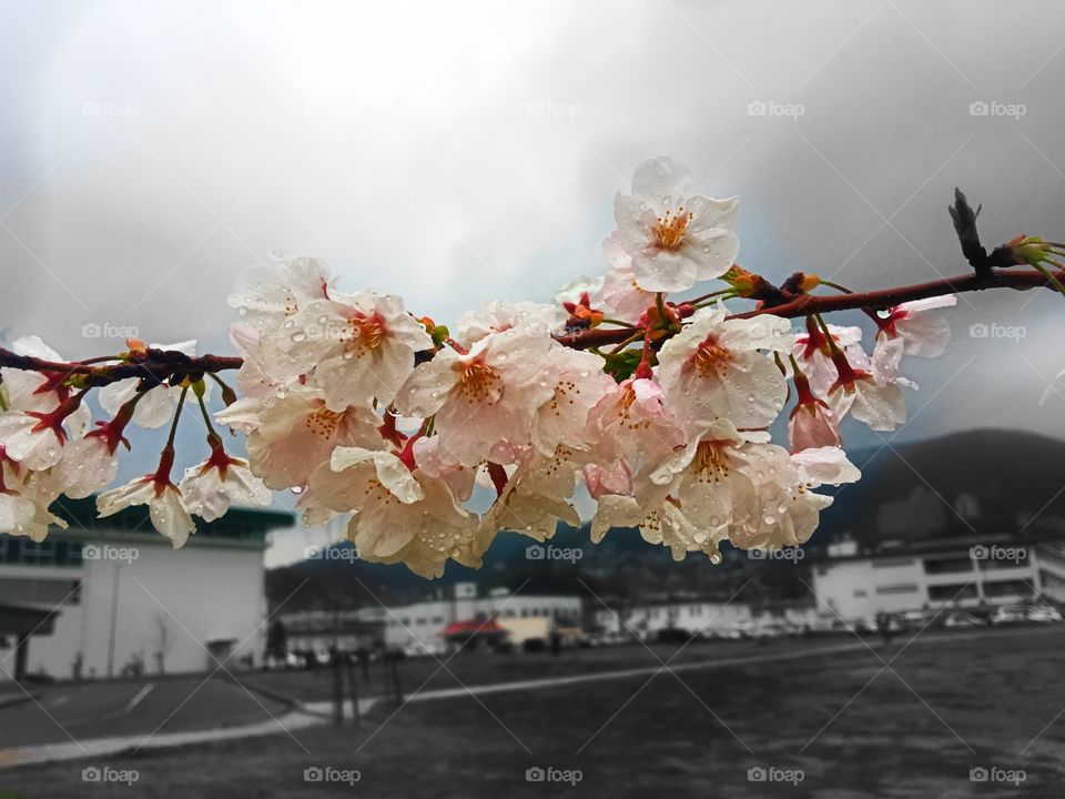 Sasebo cherry blossoms