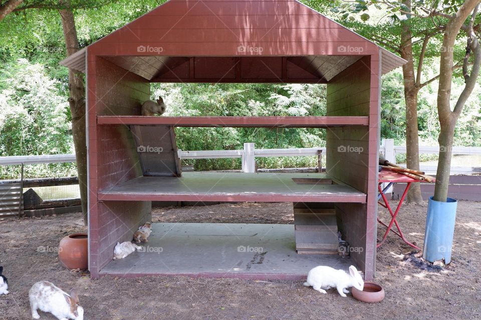 The house of the rabbit and the other rabbit members is a two-story house with stairs.