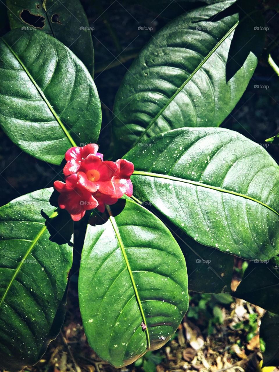 Descoberta no interior da floresta.