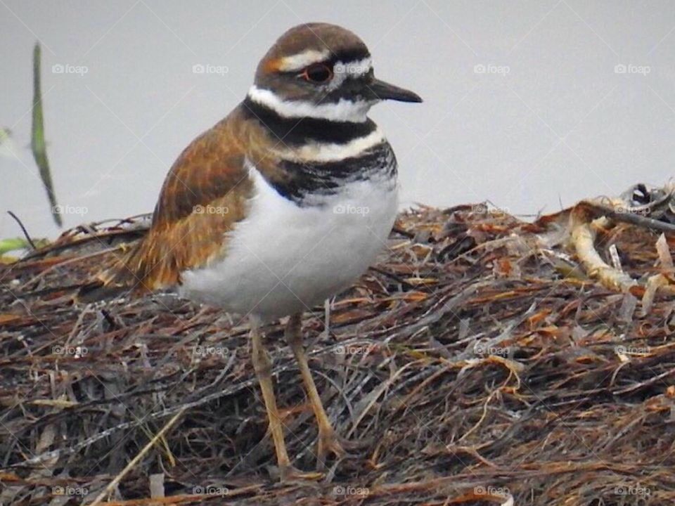 Killdeer 