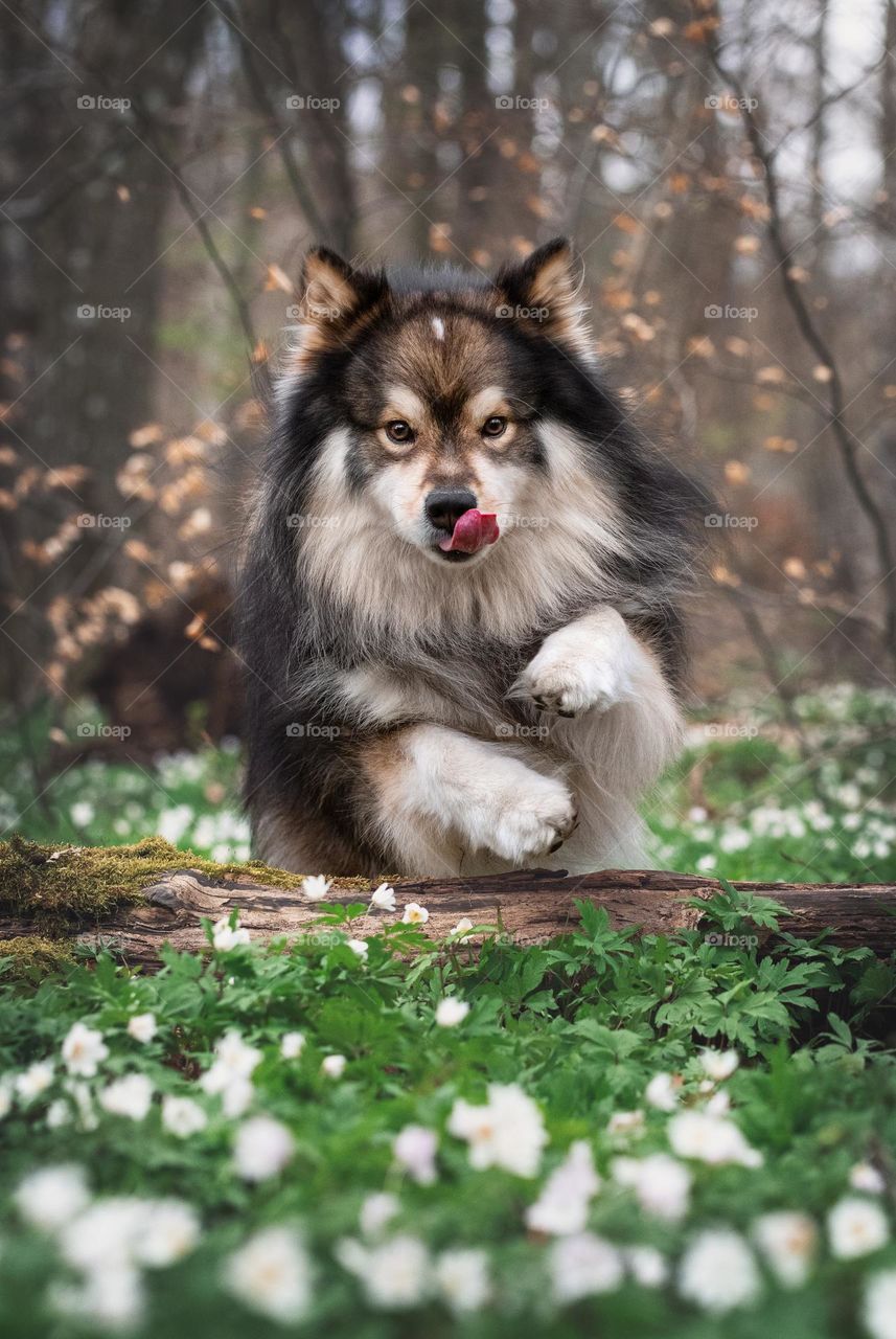 Dog jumping over fallen tree, coming for a treat