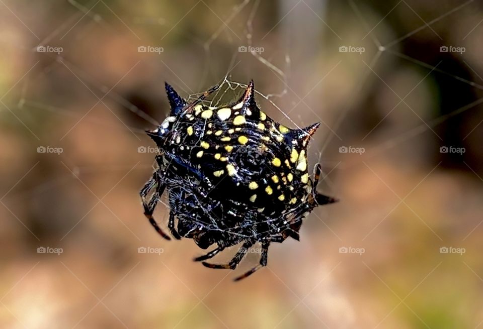 Spiked Orb Weaver (the top is spiraled like a snail)