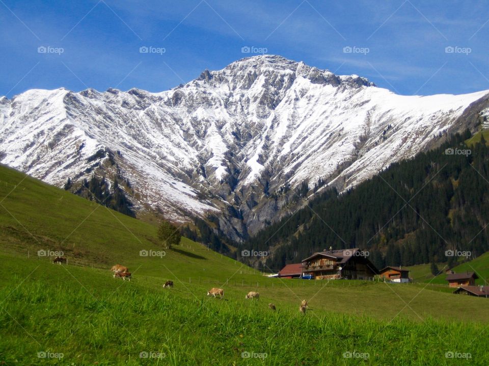 Summerday in the mountains. Summer bests: Enjoy a sunny day while hiking with view on green meadow, cows and snow. Fresh air inclusive.