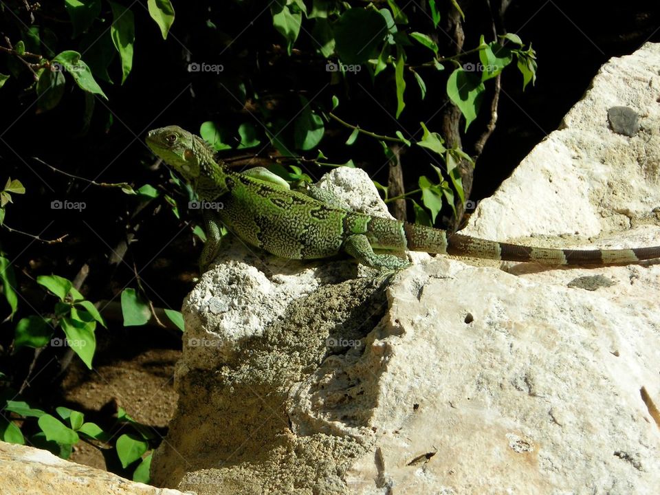 Iguana Jr.