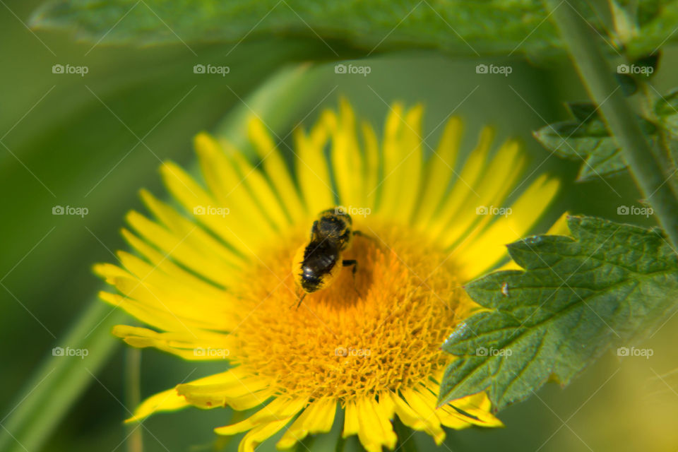 Nature, Bee, Insect, Pollen, Honey