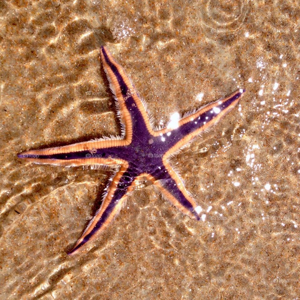 Starfish, East Coast, Florida 