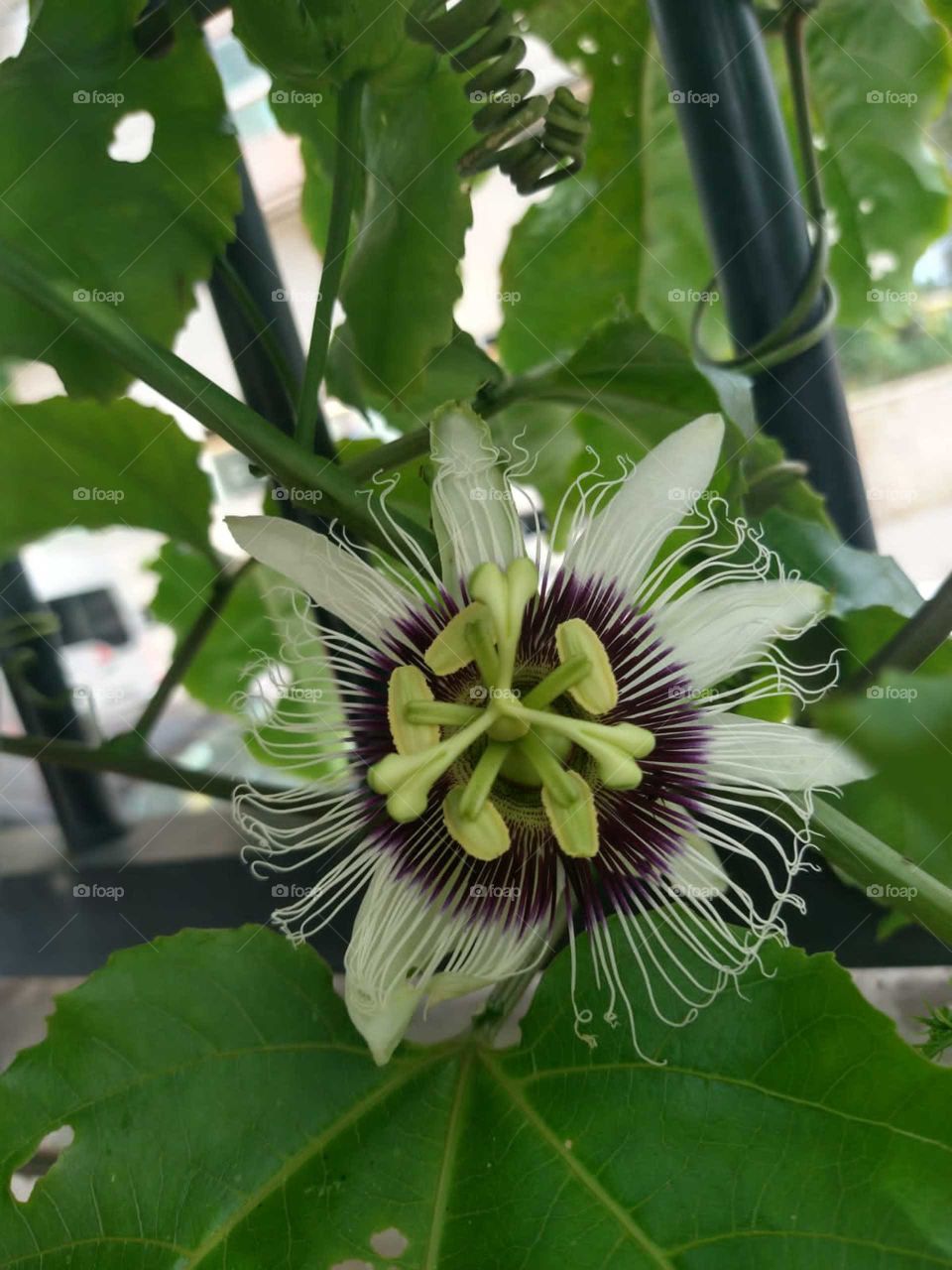 Flor de Maracujá