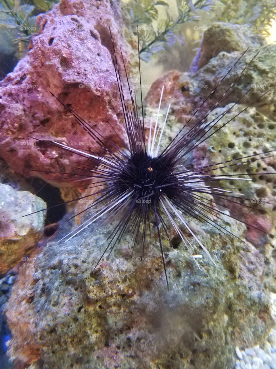 porcupine of the sea