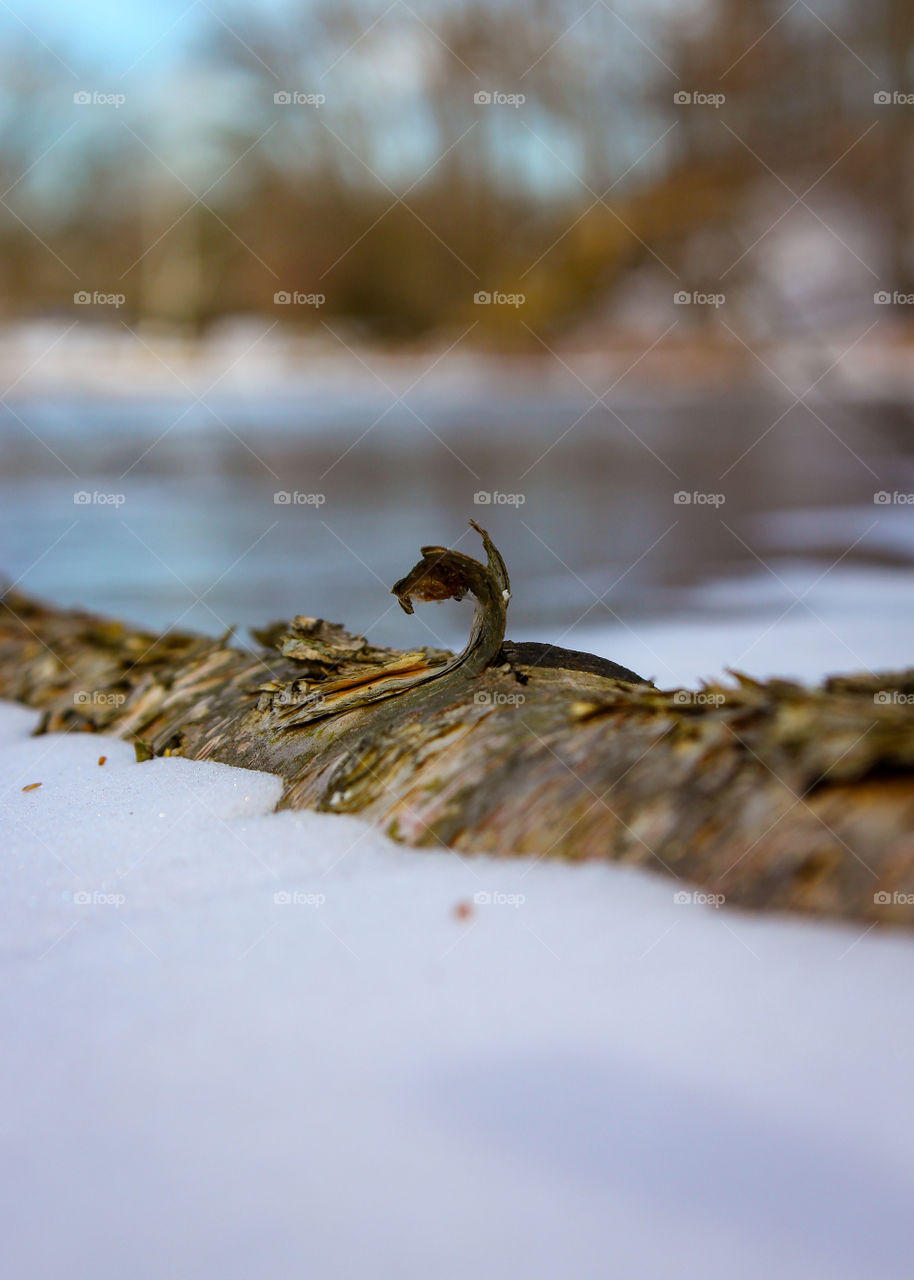 Frozen Pond with Patches of Snow and Submerged Tree Branch