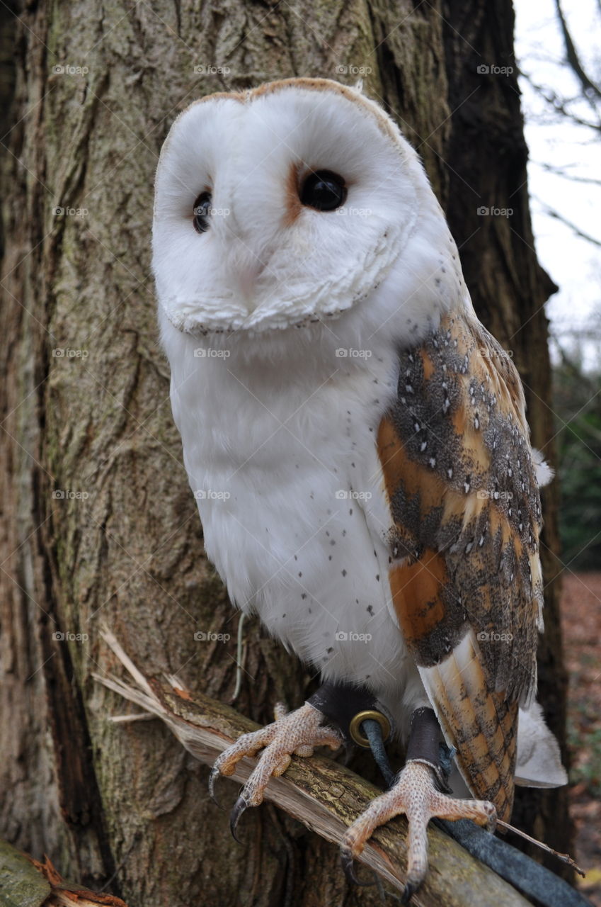 Barn owl in a tree