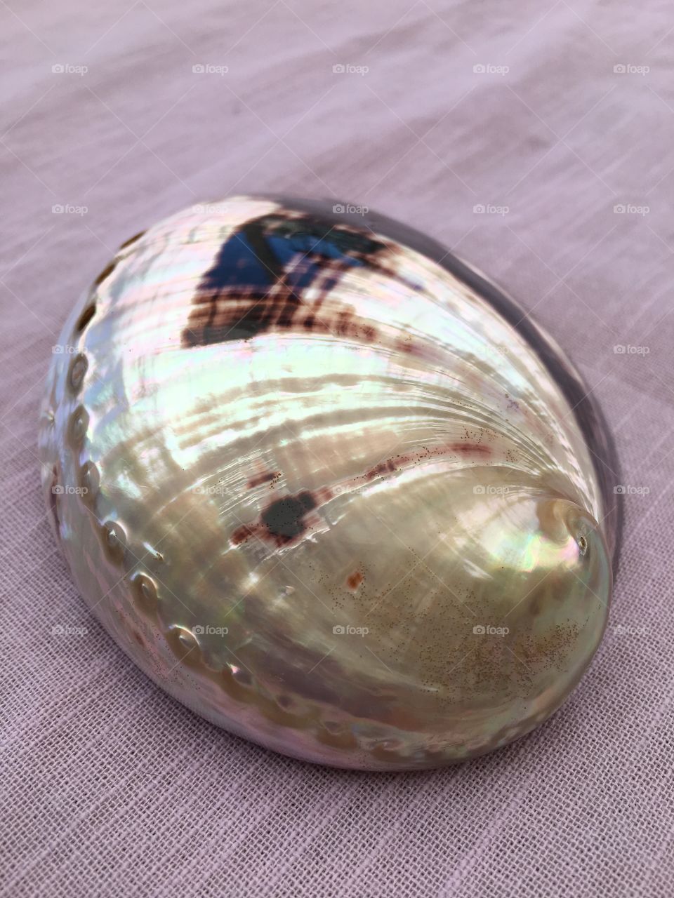 Shell