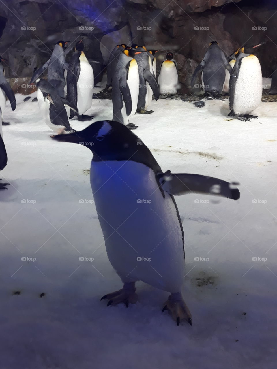 penguin