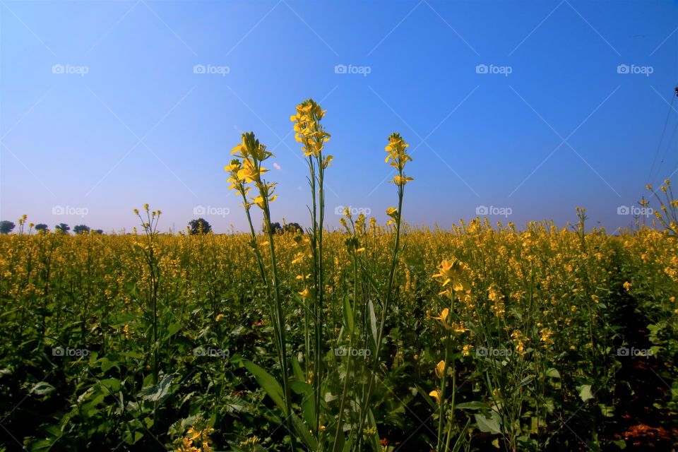 field of mustard flowers in summer