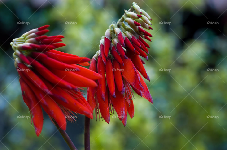 Spring flowers.